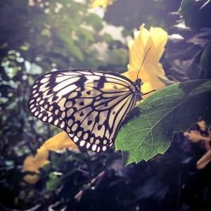 Meet your Posher, Morgan